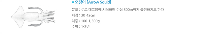 ¡ [Arrow Squid]  : ַ ؿ ϸ  500m ϱ⵵ Ѵ ü : 30-42cm ü : 100-1,500g  : 1-2