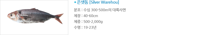  [Silver Warehou]  :  300-500m  ü : 40-60cm ü : 500-2,000g  : 19-23
